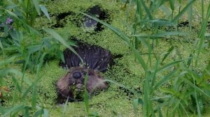 Бобр и ряска. Beaver and duckweed