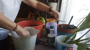 39. Пересаживаю цветы ПАХИСТАХИС И АНТУРИУМ