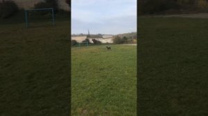 Кане Корсо , Реакция на дворовых собак ! #canecorso #канекорсо #canecorsoitaliano #собака