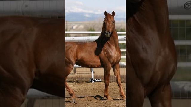 Масти арабов#рек#тикток#тренд#тренды#конники#horse#equestrian#конныймир#лошади#рекомендации смотреть онлайн