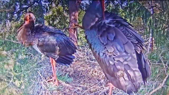 8 мая 2021г. 08:44 час. Утро у пары Чёрных аистов (лес близ г.Сигулда, Латвия): пора ухаживаний... смотреть онлайн