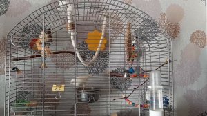 Канарейки в клетке на выданье.