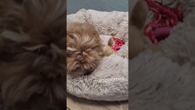 🥰👌Красавчик мальтипу по кличке -КРАНЧ возраст 2,3  мес.   подробнее www.maltipoomini.ru смотреть онлайн