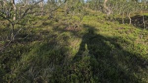 Лесная подстилка.