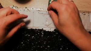 Горчица листовая/ пересадка