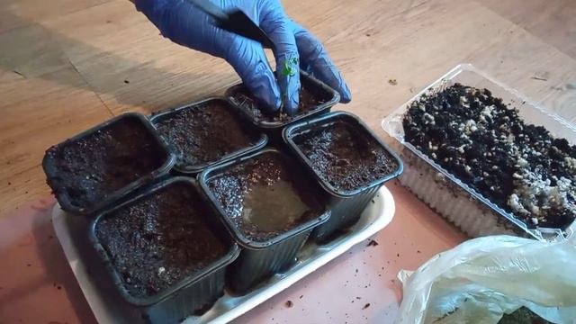 Добавляем секретный ингридиент в грунт для  саженцев пассифлоры)