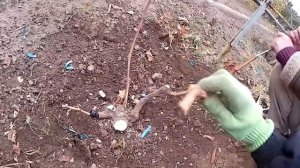 Виноград. Два варианта прививки. Прививка в рукав и в штамб.