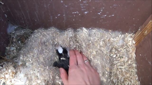 Крольчиха должна рожать - крольчата! Продуктивное кролиководство - родились крольчата. Кролики дома