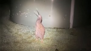 Голос птички киви😱😱😱