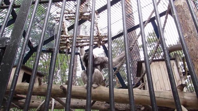 Гиббон Лола 09.06.18 смотреть онлайн