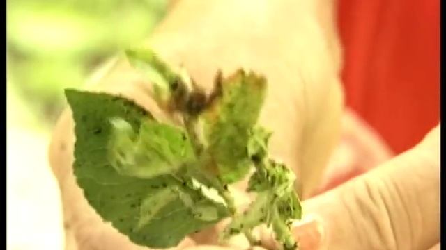 Как бороться с тлей? Урожайные грядки. смотреть онлайн