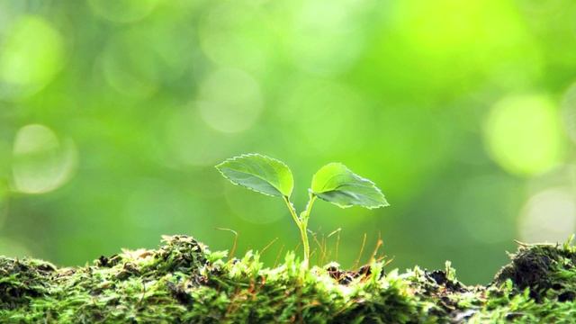 Какой водой поливать комнатные растения смотреть онлайн