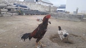 Бойцовский петух чу шамо г Актау