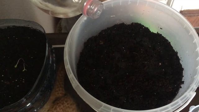 Первое проросшее семя огурчика садим в землю. Первые всходы салатного листа. смотреть онлайн