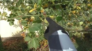 Обрезка плетистой розы осенью. Уход за розами осенью.