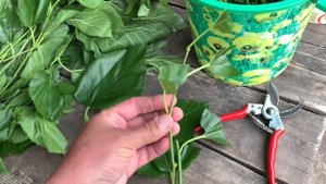 Нашел свою детскую мечту , крупную шелковицу . Размножение черенками . 1 июля 2023 г.