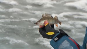 Обзор зимних удочек для ловли окуня Lucky John C-Tech Perch