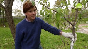 Мульчирование земли возле плодовых деревьев
