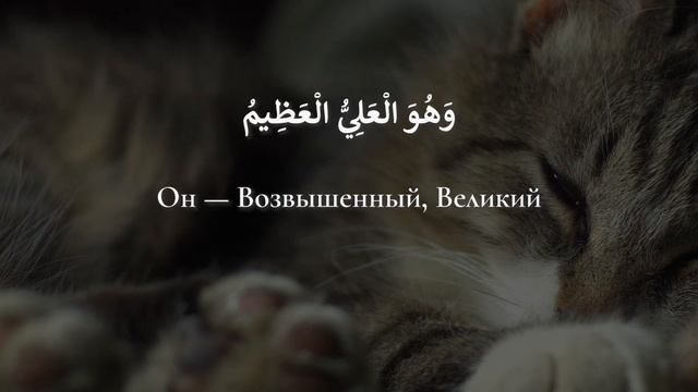 LOFI Аят Аль-Курси | Ayat al Kursi | Cats Relax | Rain | Звуки Дождя | Релакс | Omar Hisham Al Arab