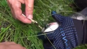 50 Проблема вытащить мышь из пасти Тайменя Рыбалка Ловля Тайменя тайга Сибирь на рыбалке 7000