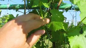 Обломка, пасынкование и прищипывание  винограда