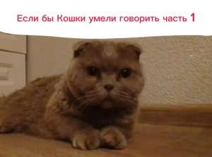Если бы Кошки умели говорить, часть 1