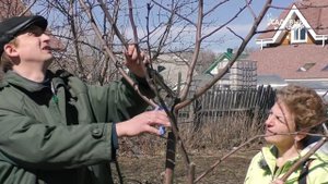 Обрезка яблони возраста 10 лет.