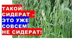 Вот такой сидерат - это уже совсем не сидерат! These green manure oats need to be mowed in the fall