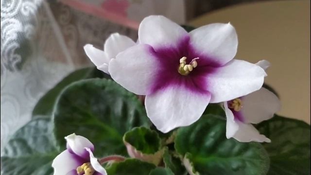 КРАСИВОЦВЕТУЩИЕ СОРТА ФИАЛОК. СЕНПОЛИЯ Optimara myLove.