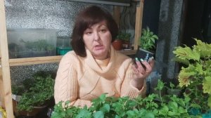 Вегетативная петуния. Как сохранить зимой в домашних условиях.