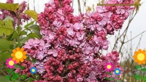 Сирень обыкновенная Принц Волконский. Краткий обзор, описание syringa vulgaris Printc Volkonskii