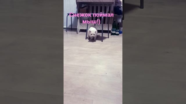 снежочек поймал мыш! смотреть онлайн