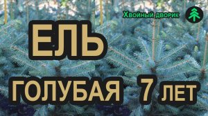 Ель голубая Глаука (семилетка). Саженцы хвойных пород в питомнике "Хвойный дворик" - осень 2019