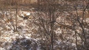 Тигр Амур и козёл Тимур история дружбы
