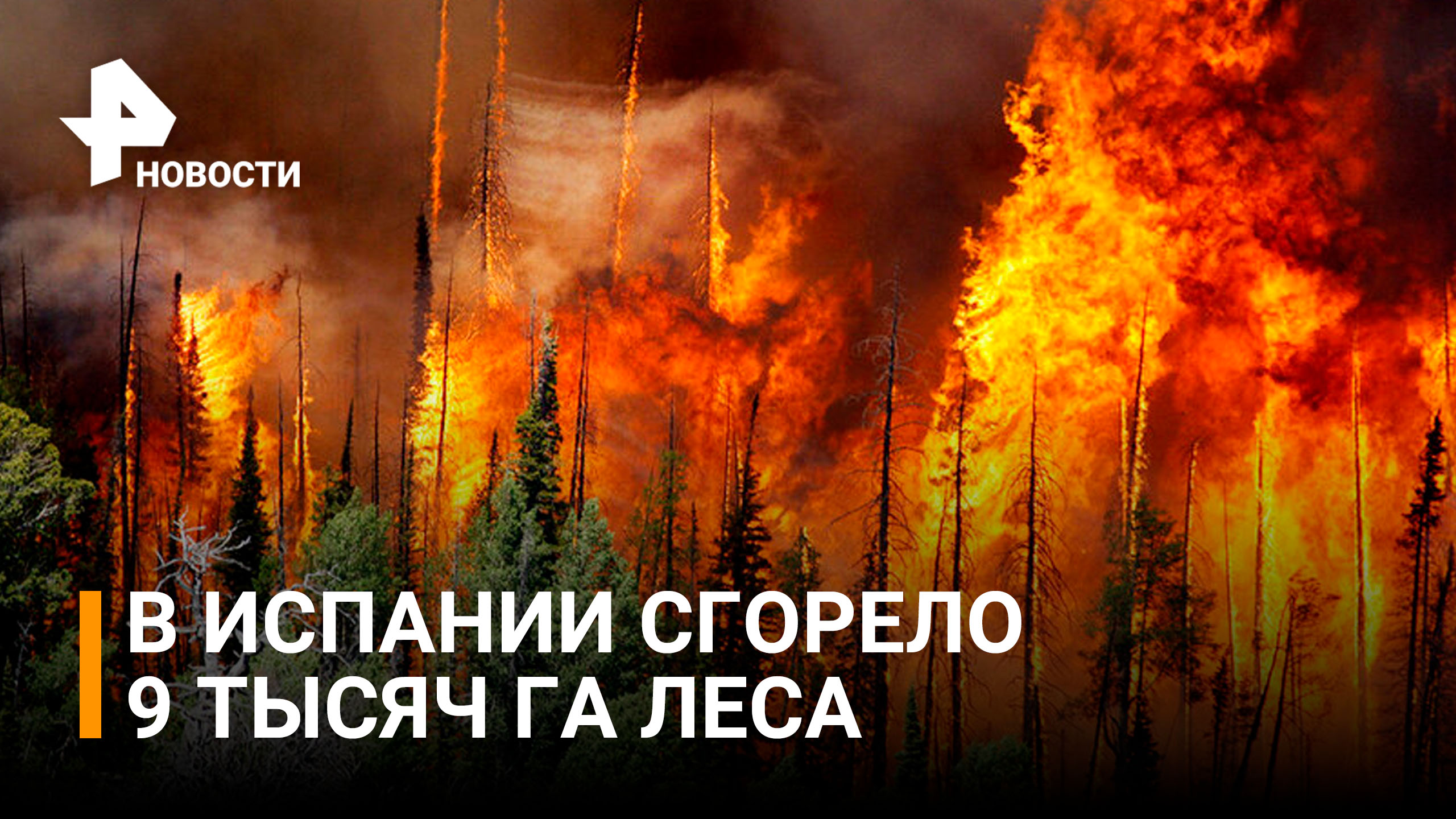 В Испании сгорело 9 тысяч га леса из-за аномальной жары / РЕН Новости