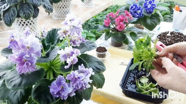 Показываю как разъединить макушки у двухголовой фиалки! Рассказываю как определить кристотность!