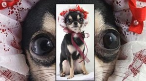 Ах, боже мой, какая жалость.  Зоя Ященко