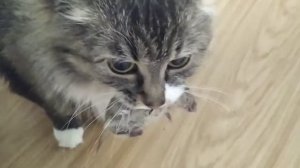 Кошка поймала мышь и принесла на кормить хозяина 👍