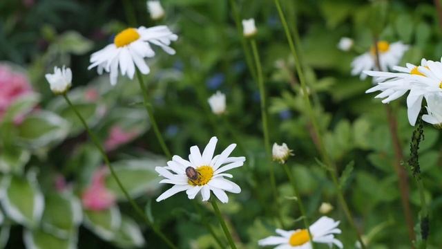 Samsung nx 300 видео смотреть онлайн