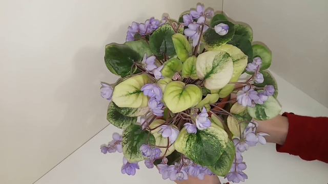 Трейлерные сорта фиалок! Как их можно выращивать!