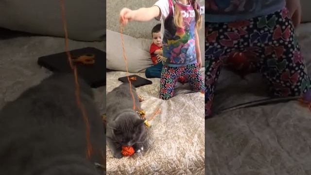 Челлендж любимая игрушка кошки Буси смотреть онлайн
