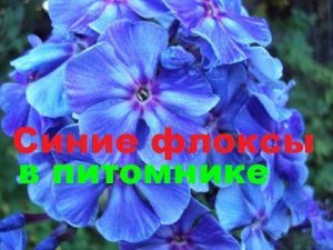 Синие флоксы в питомнике