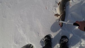 ГЛУХОЗИМИЕ ЗАКОНЧИЛОСЬ.ЩУКА НА ЖЕРЛИЦЫ. ОКУНЬ КАК В ЯКУТИИ.