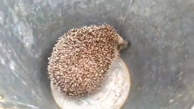 Приятный Сюрприз и Pudiki!!! Колючий ежик!!!