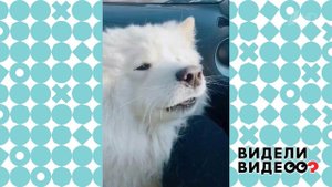 Любимая мелодия самоеда. Видели видео? Фрагмент выпуска от 24.05.2020