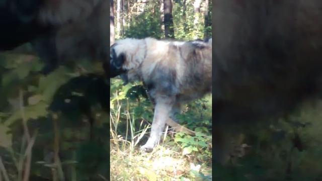 VIDEO0026 Ищем в лесу грибы трюфеля .... пока результата нет , но всё впереди ! смотреть онлайн