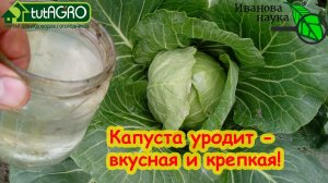 СУПЕРПОДКОРМКА ДЛЯ КАПУСТЫ! КАПУСТА РАСТЁТ НА ГЛАЗАХ БЕЗ ВРЕДИТЕЛЕЙ И БОЛЕЗНЕЙ! ПОДКОРМКА КАПУСТЫ!
