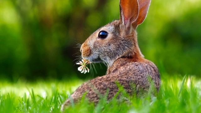 Семья Колесниковых/Обзор. смотреть онлайн