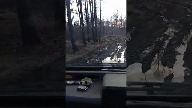 Offroad на грузовике Тойота лит айс 4wd по лесному болоту