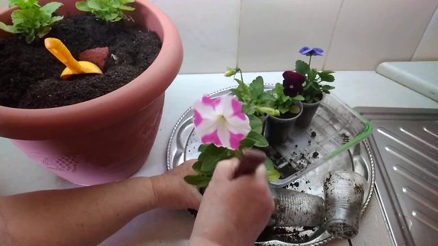 Делаем клумбу из цветов на балконе. смотреть онлайн